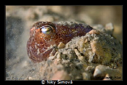 Sepiola cuttlefish by Niky Šímová 